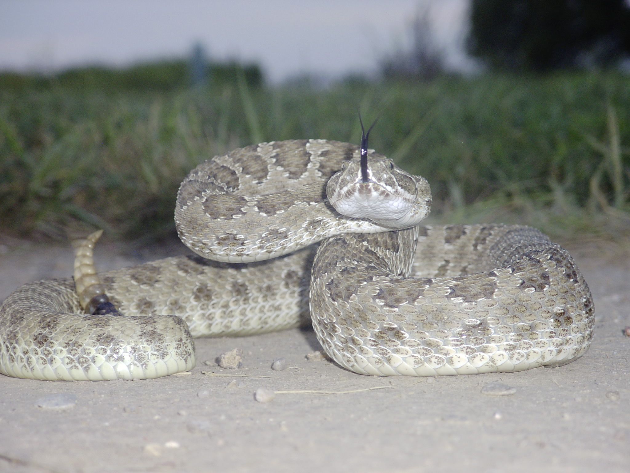 Crotalus v. viridis.jpg [351 Kb]